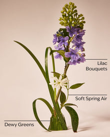 Fresh Cut Lilacs Wallflowers Fragrance Refill