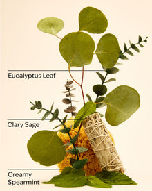 Eucalyptus Spearmint Wallflowers Refills 2-Pack